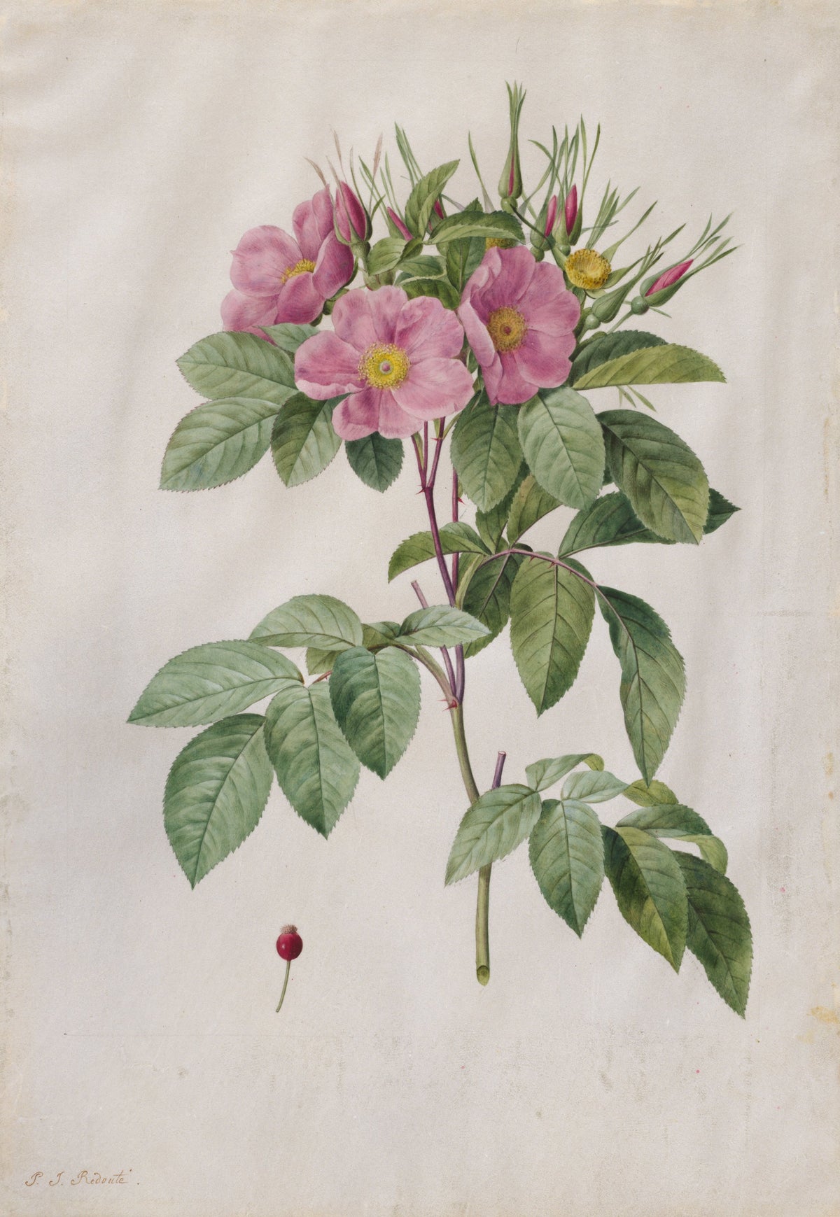 Pierre-Joseph Redouté - Pasture Rose (Rosa Carolina Corymbosa)