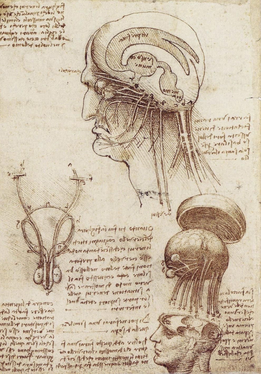 Leonardo da Vinci - Anatomical Study of the Head