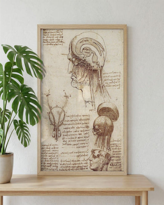 Leonardo da Vinci - Anatomical Study of the Head - framed print in a styled room