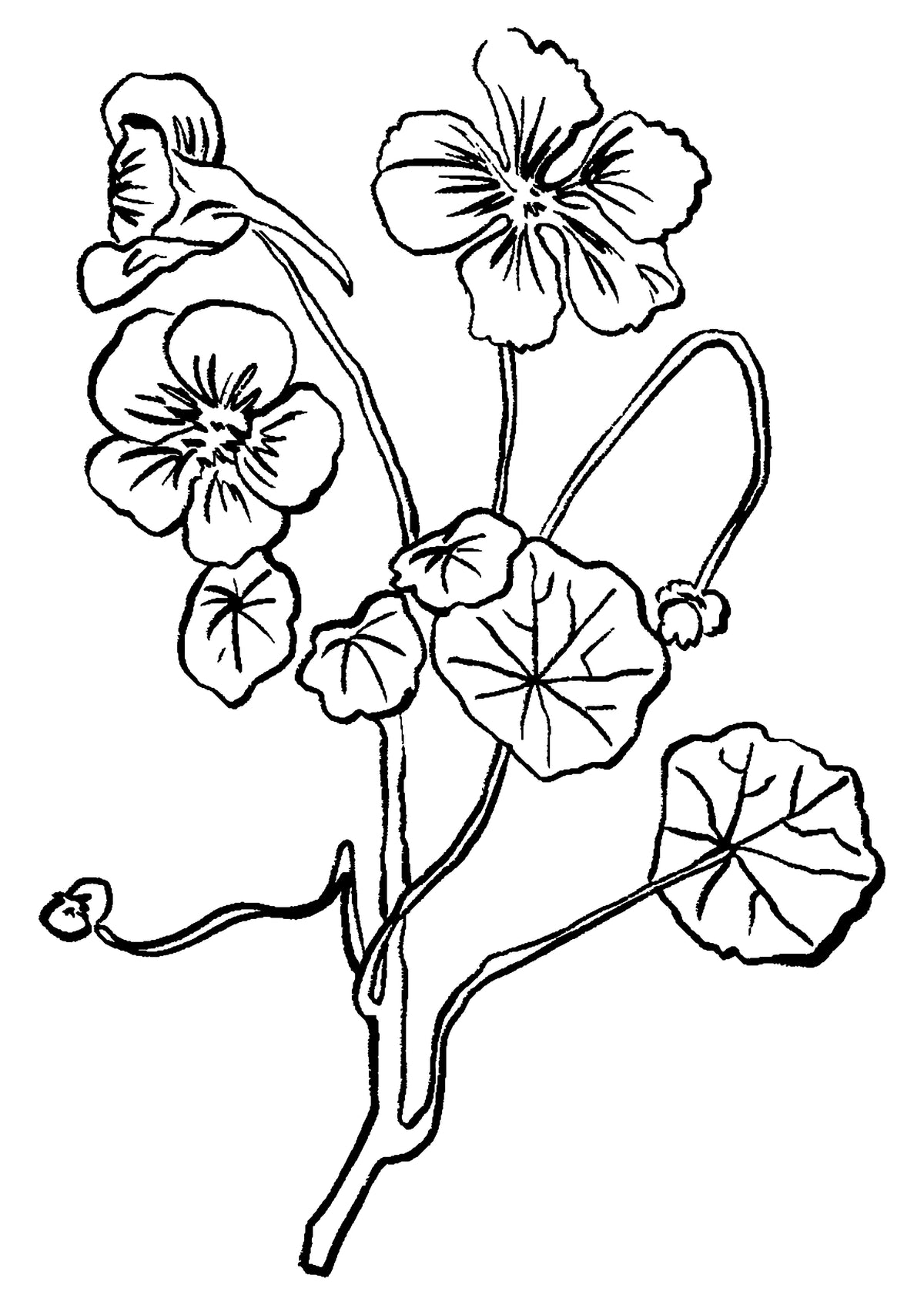 SENT Studio - Blooming Flowers Poster No. 28
