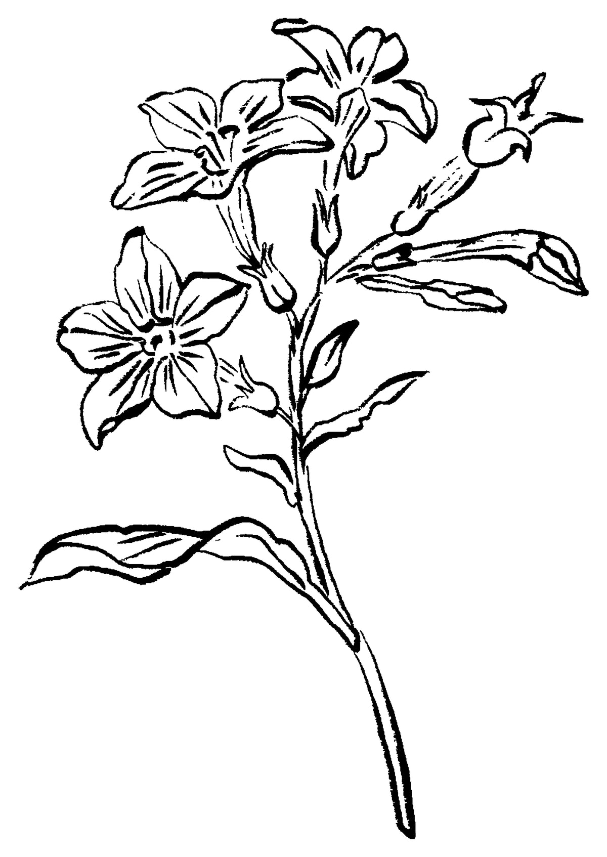 SENT Studio - Blooming Flowers Poster No. 20