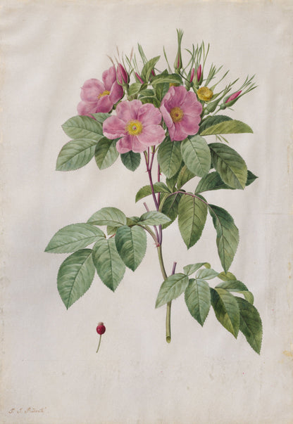 Pierre-Joseph Redouté - Pasture Rose (Rosa Carolina Corymbosa)