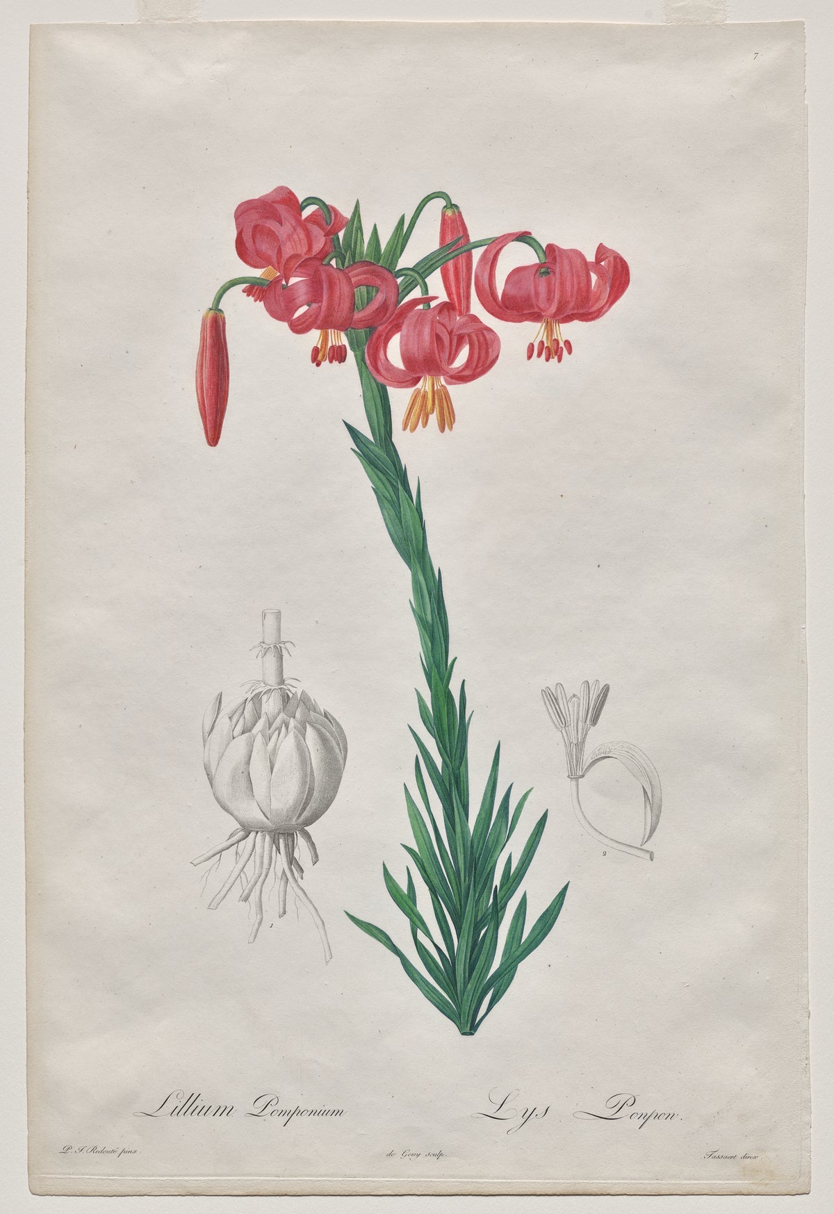 De Gouy - Lillium Pomponium (Turban Lily), plate 7 from Les Liliacées