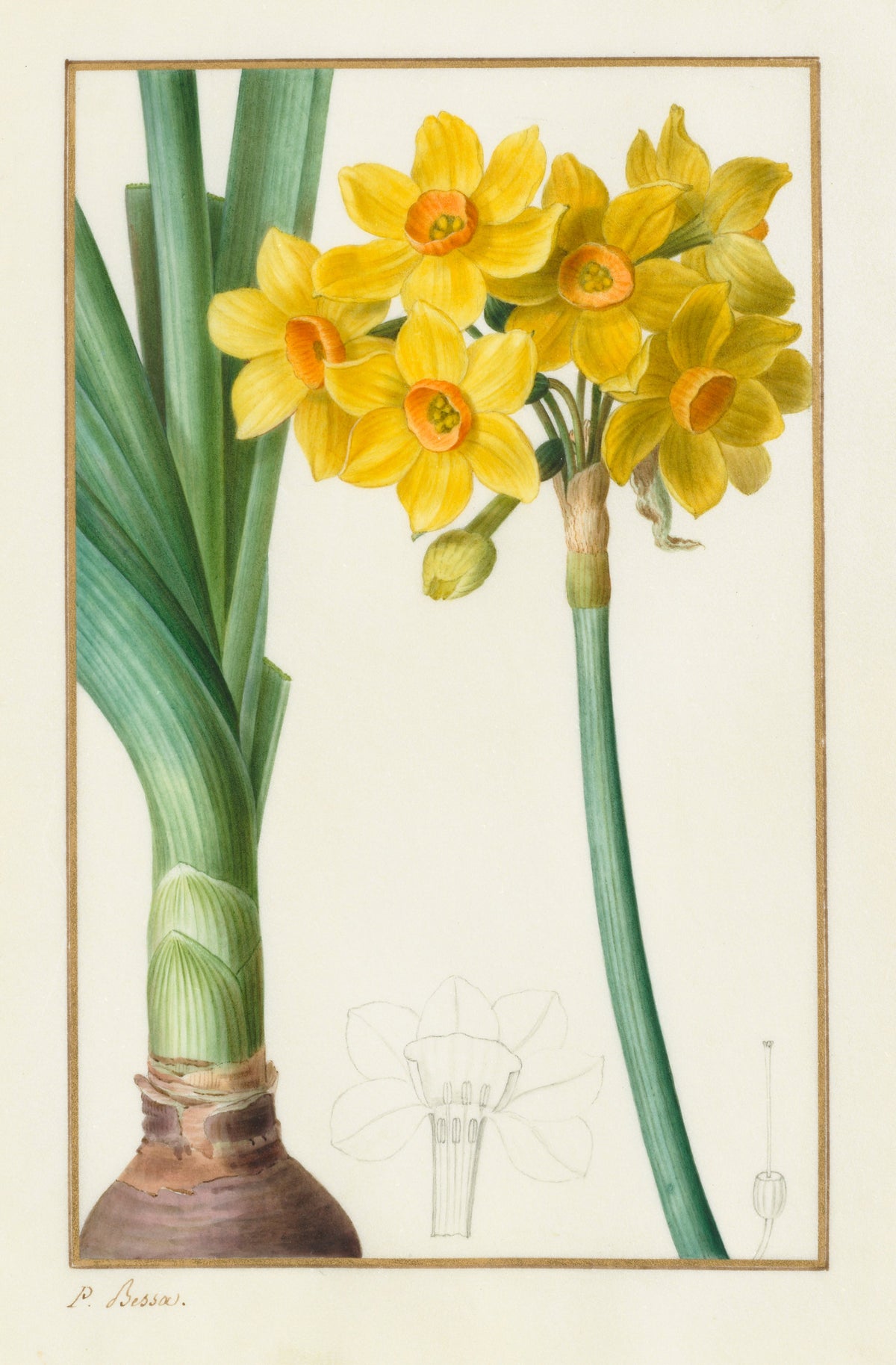 Pancrace Bessa - Polyanthus or Cluster Narcissus (Botanical: Narcissus tazetta)