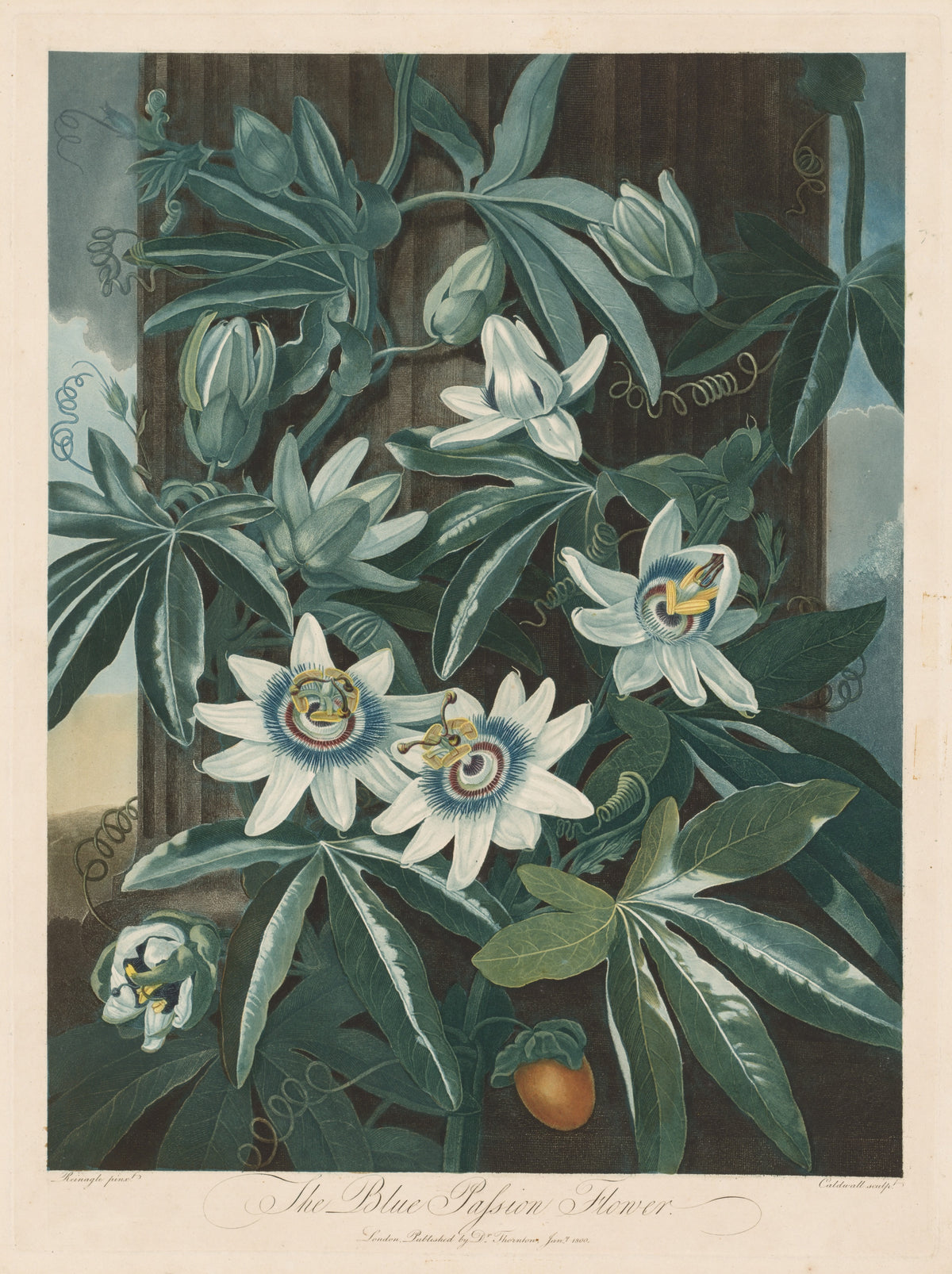 Robert John Thornton - The Blue Passion-flower