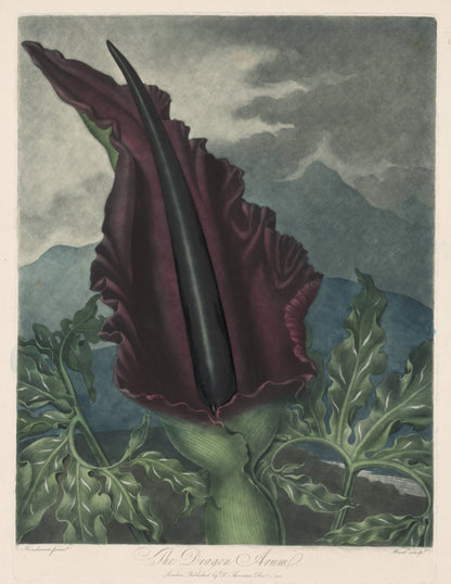 Robert John Thornton - The Dragon Arum, Black Calla or Solomon's Lily