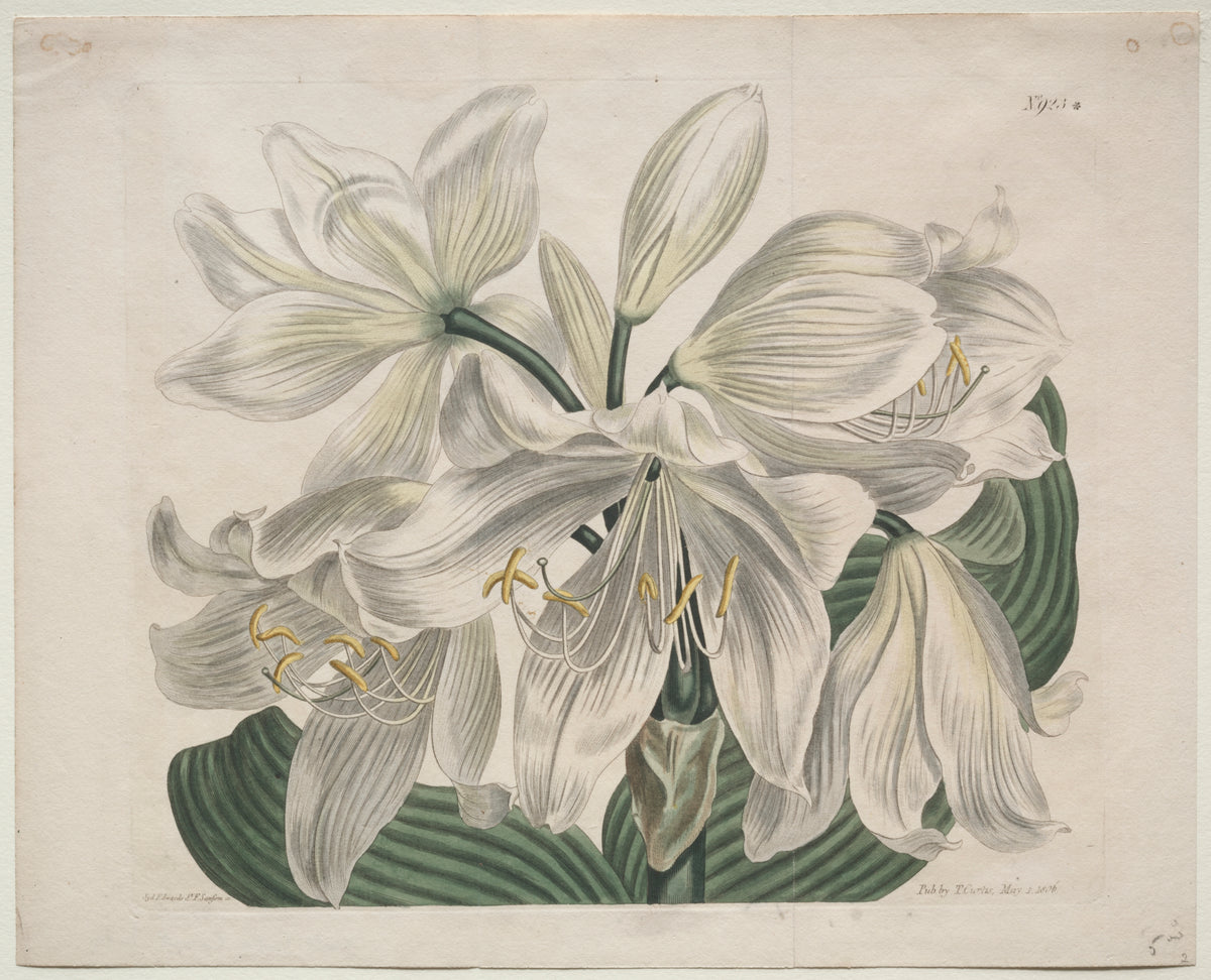 Sydenham Edwards - The Botanical Magazine or Flower Garden Displayed:  White Cape - Coast Lily