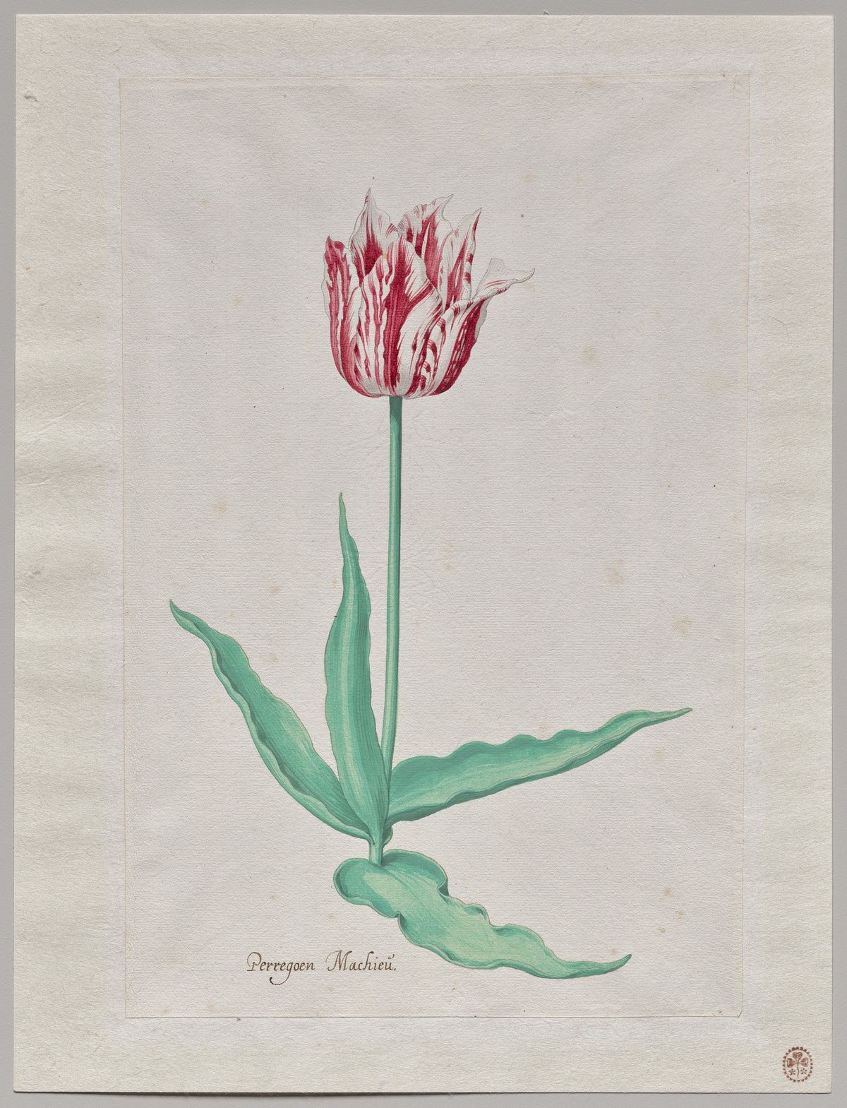 Pieter Holsteyn II - Study of a Tulip (Perregoen Machieu)
