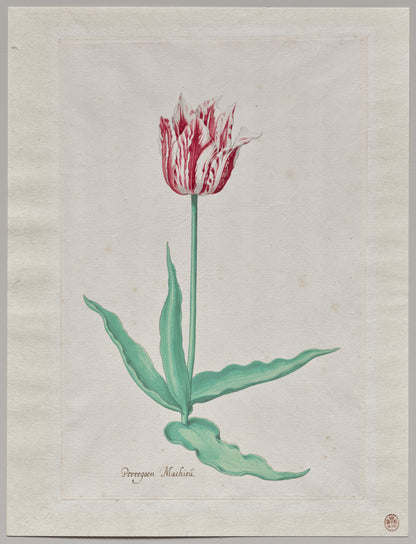 Pieter Holsteyn II - Study of a Tulip (Perregoen Machieu)