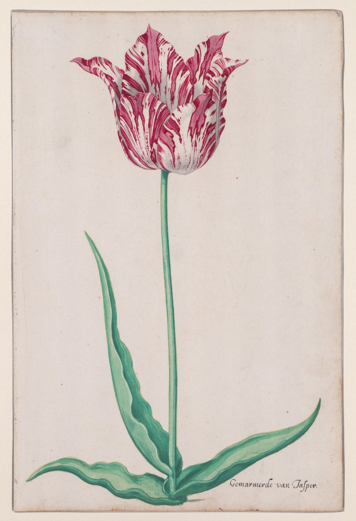 Pieter Holsteyn II - Study of a Tulip (Gemarmerde van Jasper)