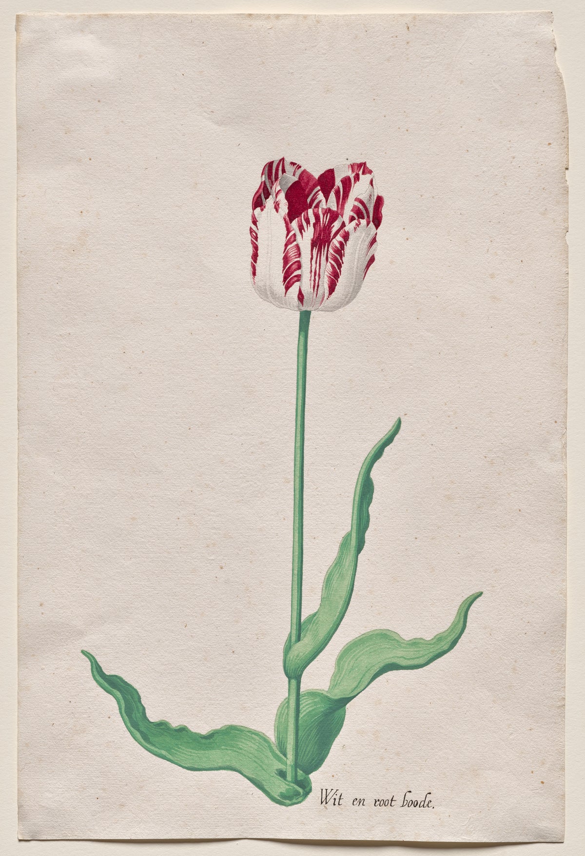 Pieter Holsteyn II - Study of a Tulip (Wit en root boode)