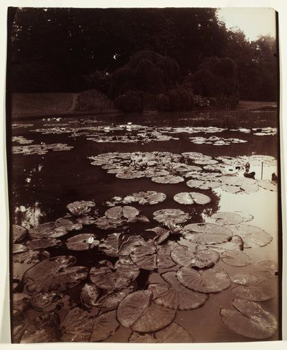 Eugène Atget - Nymphéa