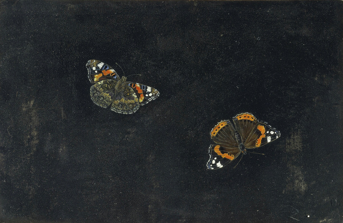 Giovanna Garzoni — Fine Art Print No. 1