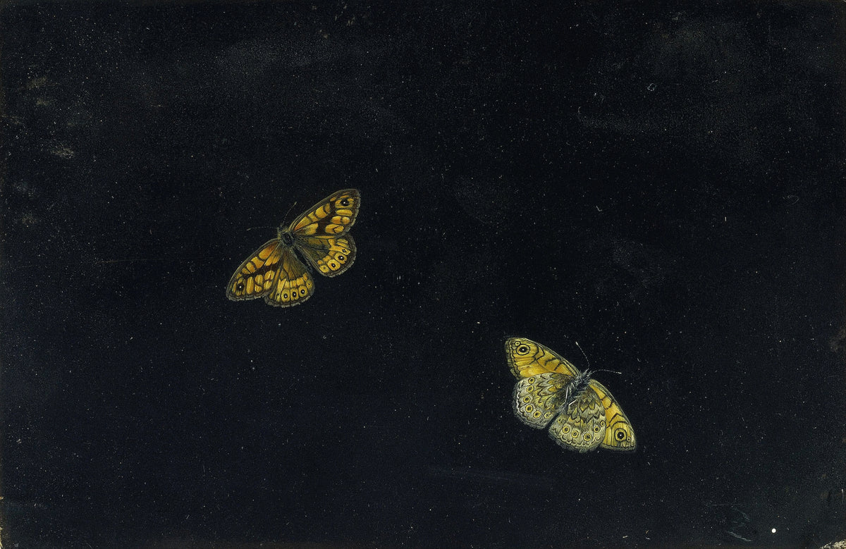 Giovanna Garzoni — Fine Art Print No. 2