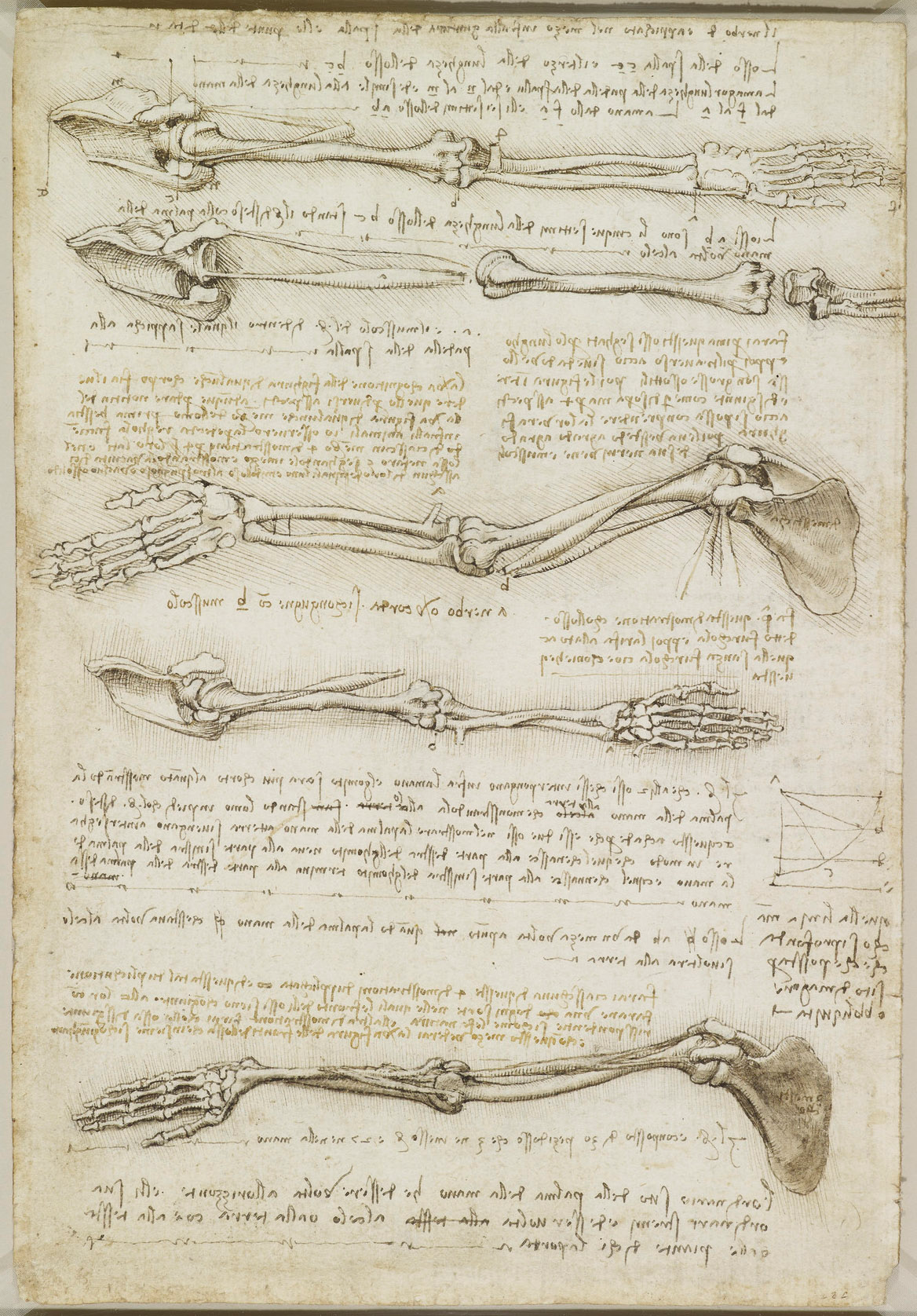 Leonardo da Vinci - Studies of the Arm Bones