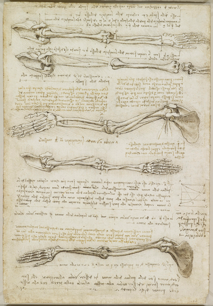 Leonardo da Vinci - Studies of the Arm Bones