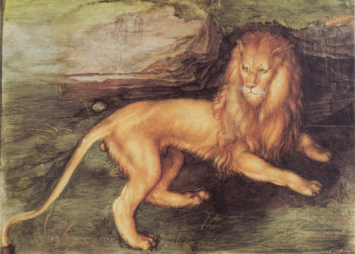 Albrecht Dürer - The Lion