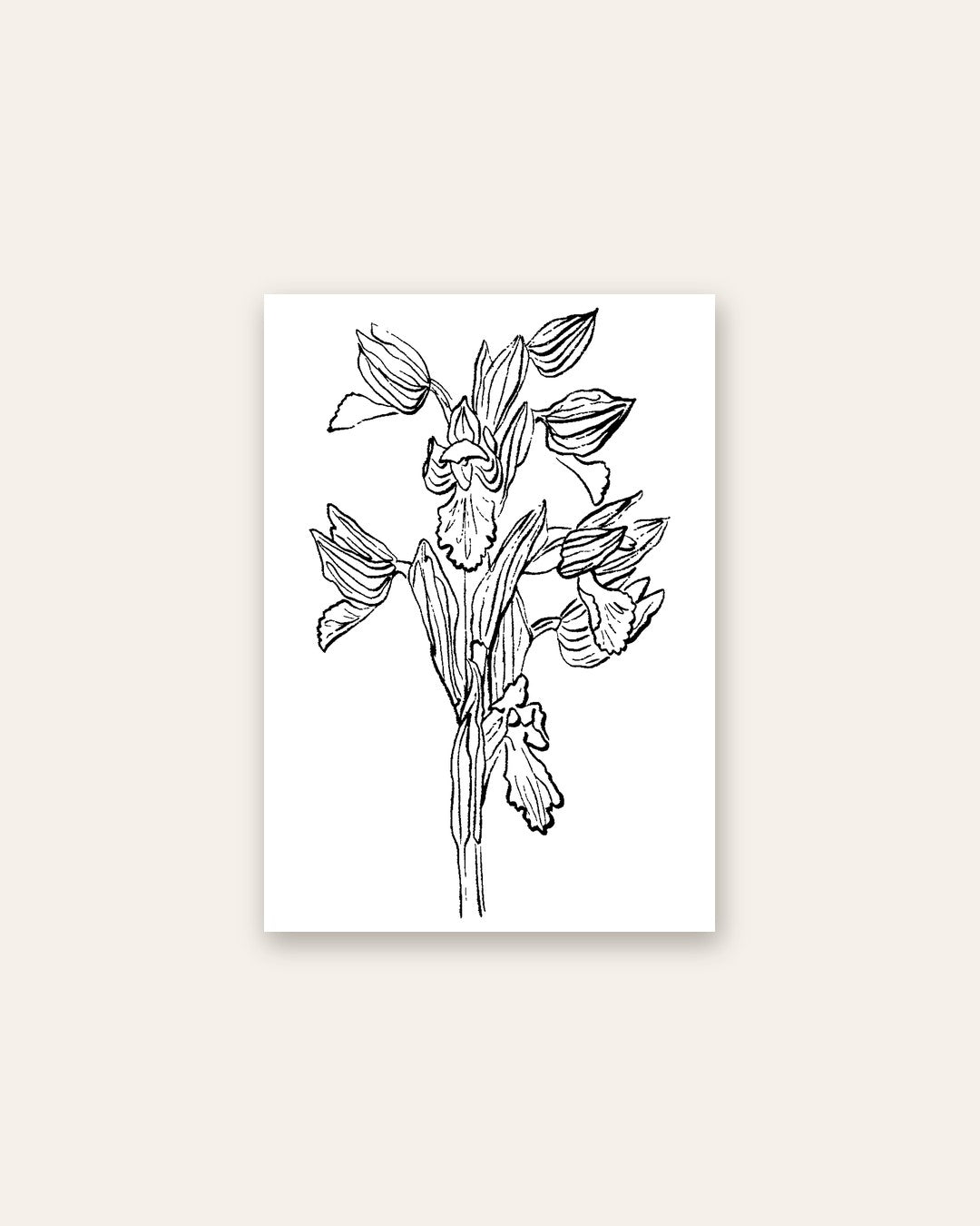 SENT Studio - Blooming Flowers Poster No. 25