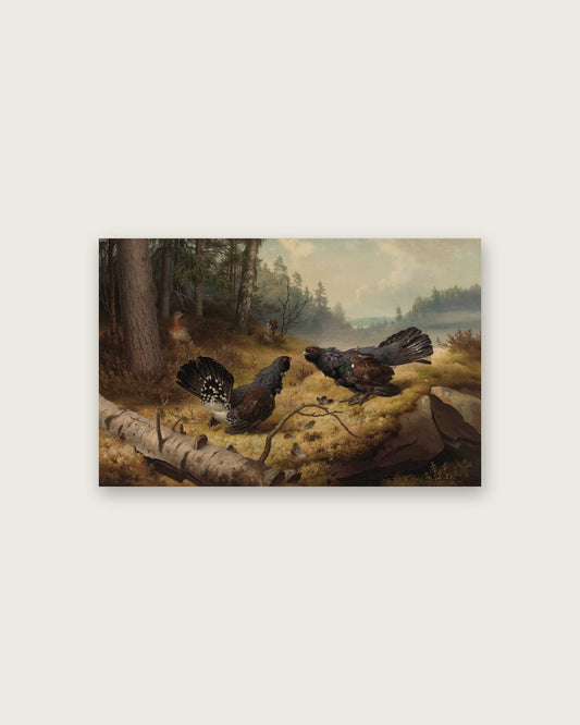 Ferdinand von Wright - Fighting Capercaillies