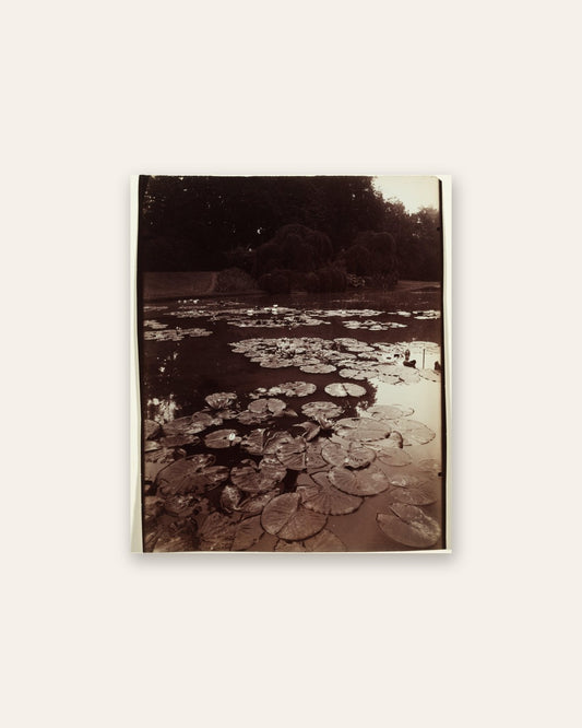 Eugène Atget - Nymphéa