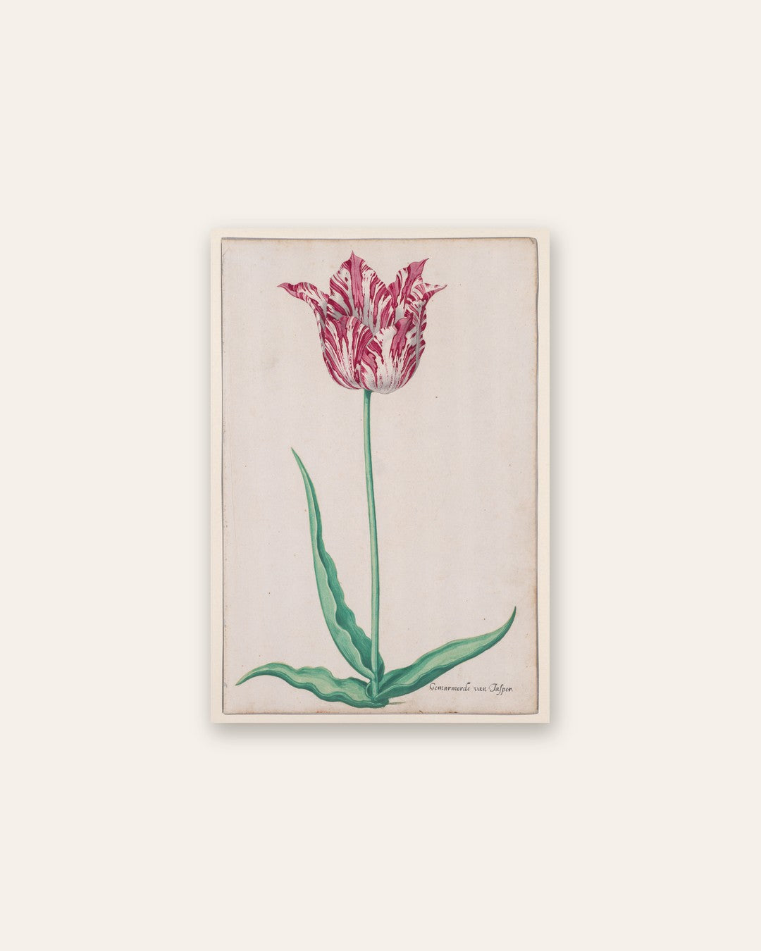 Pieter Holsteyn II - Study of a Tulip (Gemarmerde van Jasper)