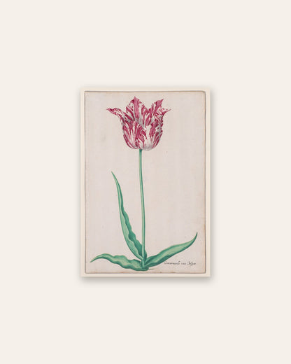 Pieter Holsteyn II - Study of a Tulip (Gemarmerde van Jasper)
