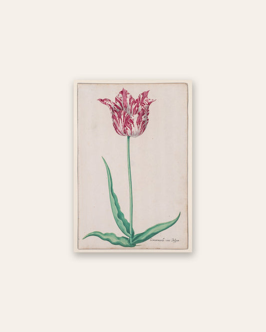 Pieter Holsteyn II - Study of a Tulip (Gemarmerde van Jasper)
