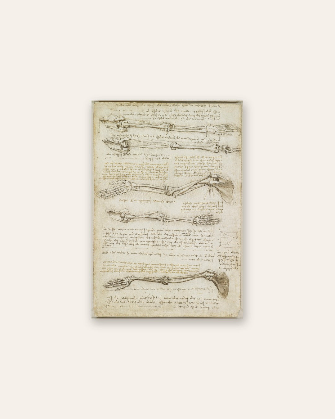 Leonardo da Vinci - Studies of the Arm Bones