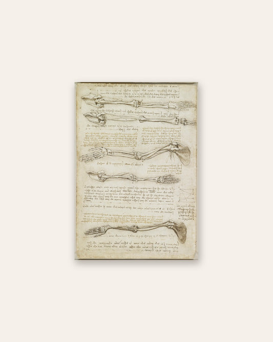 Leonardo da Vinci - Studies of the Arm Bones