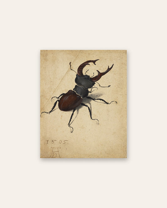 Albrecht DÃ¼rer - Stag Beetle