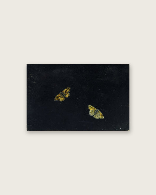 Giovanna Garzoni - Yellow Butterflies