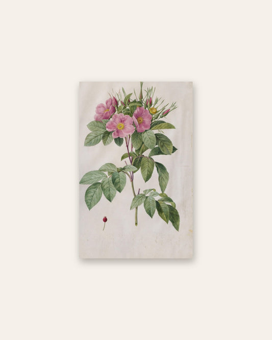 Pierre-Joseph Redouté - Pasture Rose (Rosa Carolina Corymbosa)