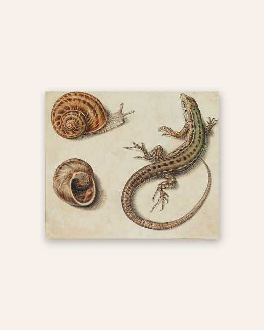 Giovanna Garzoni - Snails and a Lizard