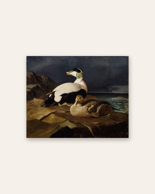 Ferdinand von Wright - Eider Ducks