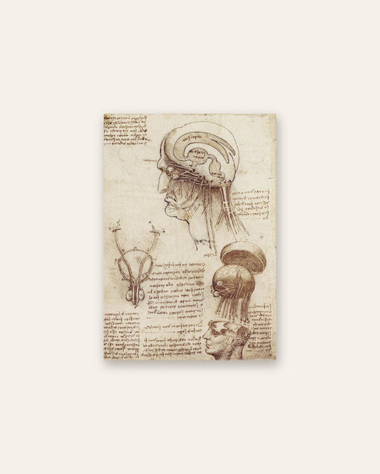 Leonardo da Vinci - Anatomical Study of the Head