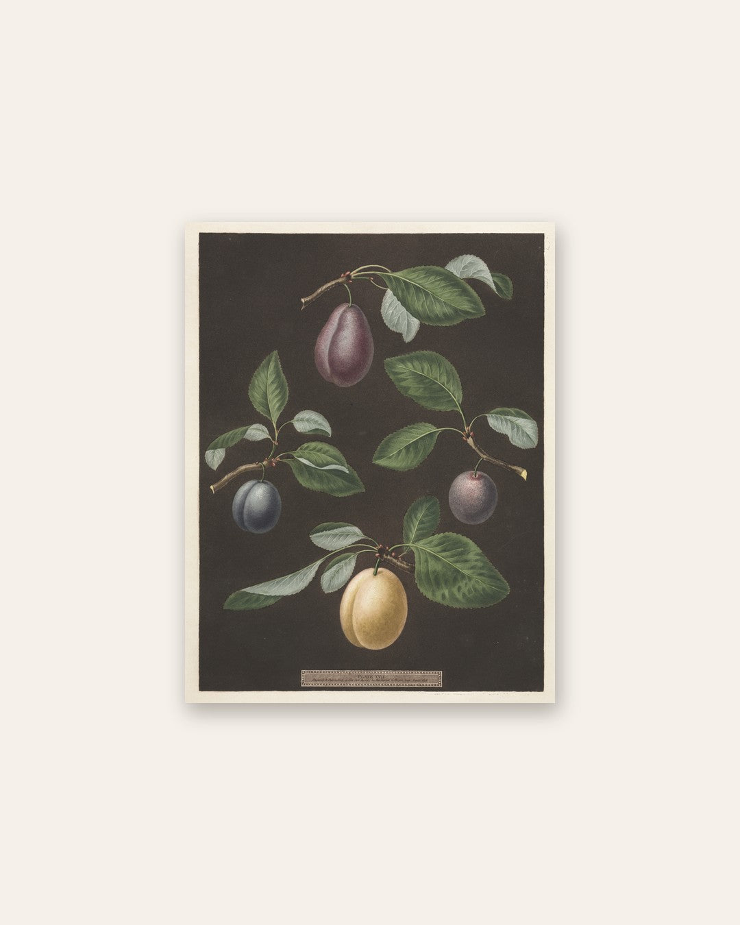 George Brookshaw - Pomona Britannica:  No. 17 - Plums