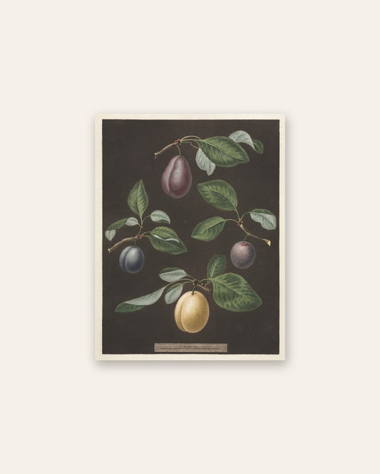 George Brookshaw - Pomona Britannica:  No. 17 - Plums