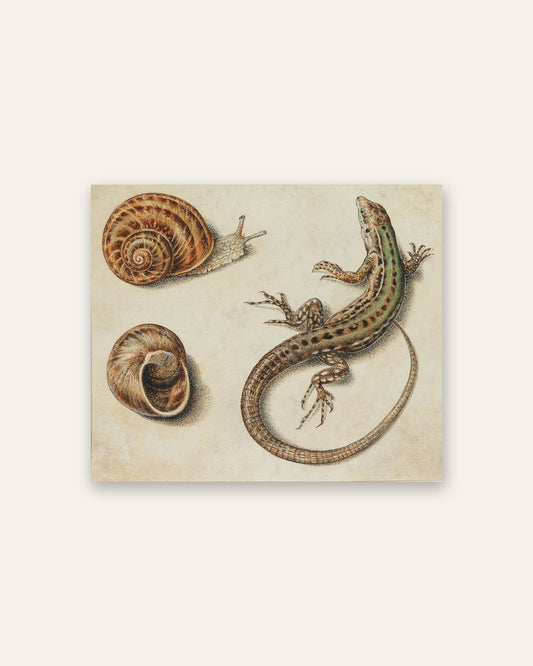 Giovanna Garzoni - Snails and a Lizard