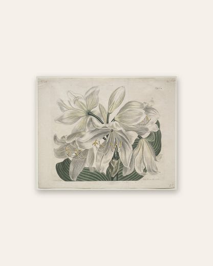 Sydenham Edwards - The Botanical Magazine or Flower Garden Displayed:  White Cape - Coast Lily