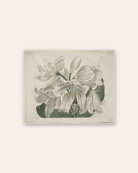 Sydenham Edwards - The Botanical Magazine or Flower Garden Displayed:  White Cape - Coast Lily