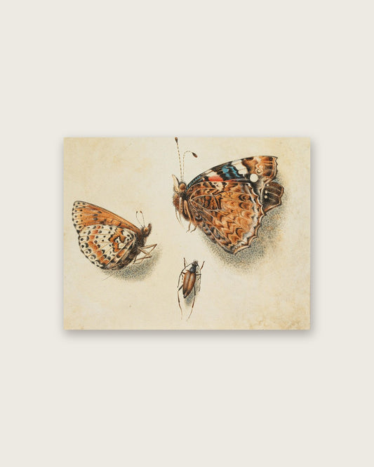 Giovanna Garzoni - Butterflies and a Beetle