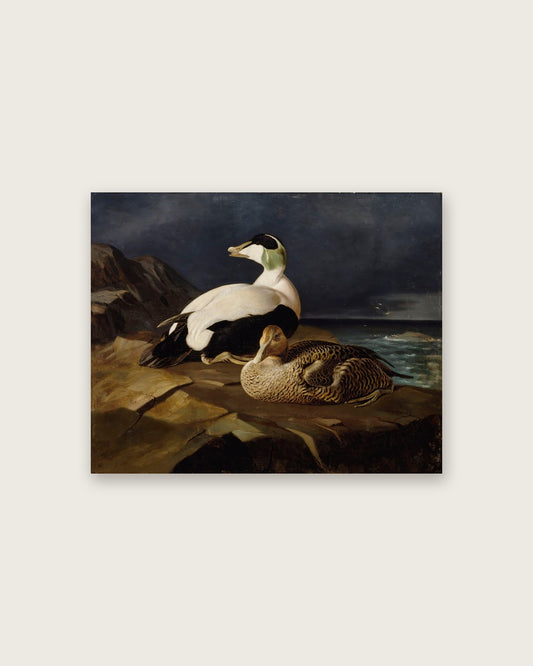 Ferdinand von Wright - Eider Ducks