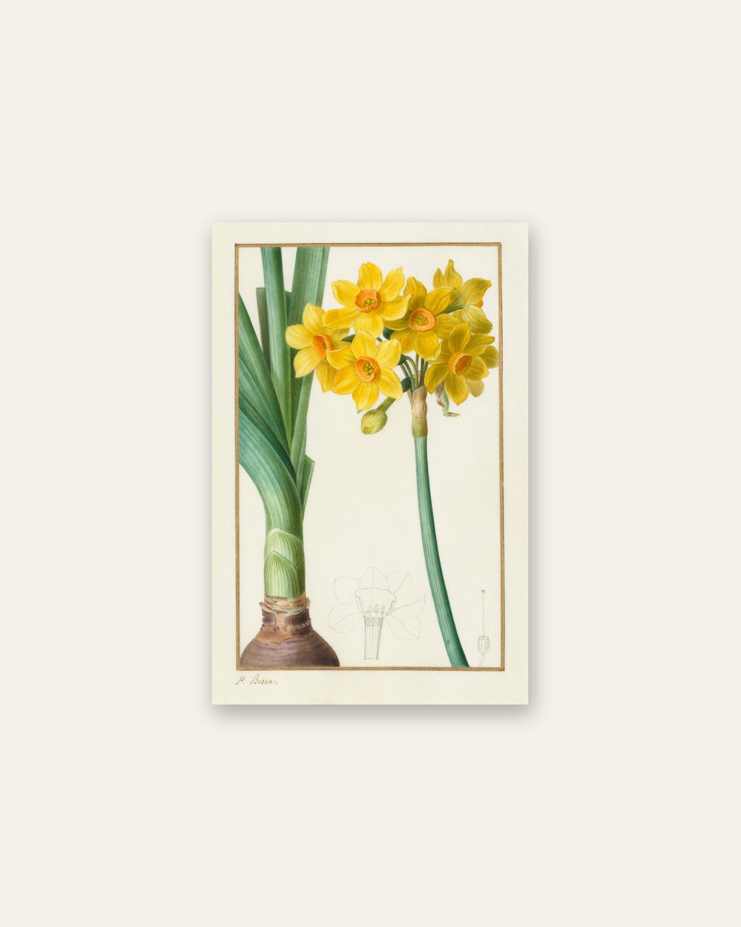 Pancrace Bessa - Polyanthus or Cluster Narcissus (Botanical: Narcissus tazetta)