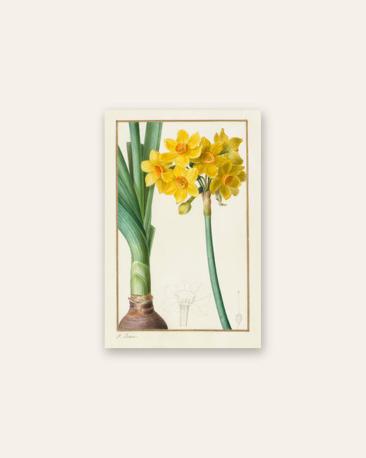 Pancrace Bessa - Polyanthus or Cluster Narcissus (Botanical: Narcissus tazetta)
