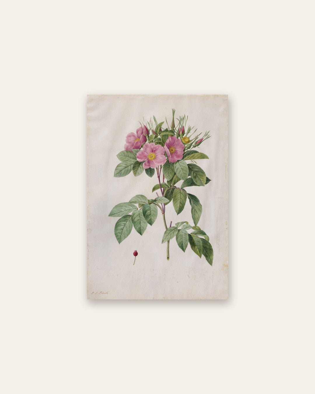 Pierre-Joseph Redouté - Pasture Rose (Rosa Carolina Corymbosa)