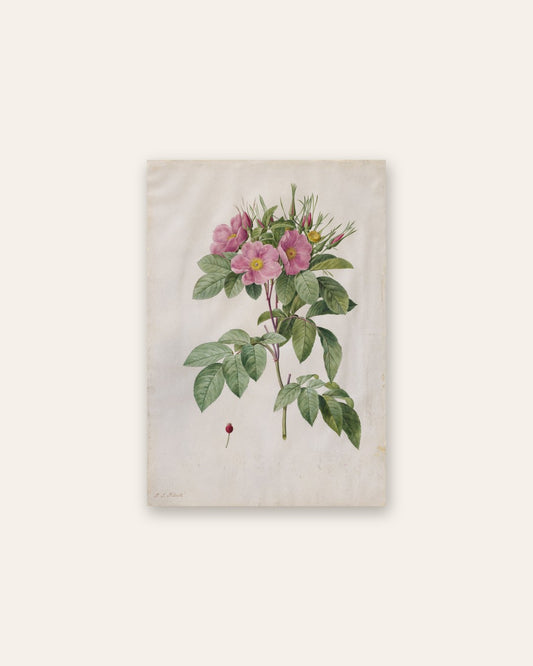 Pierre-Joseph Redouté - Pasture Rose (Rosa Carolina Corymbosa)