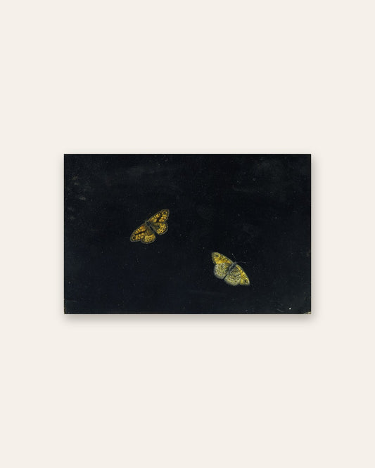 Giovanna Garzoni - Yellow Butterflies