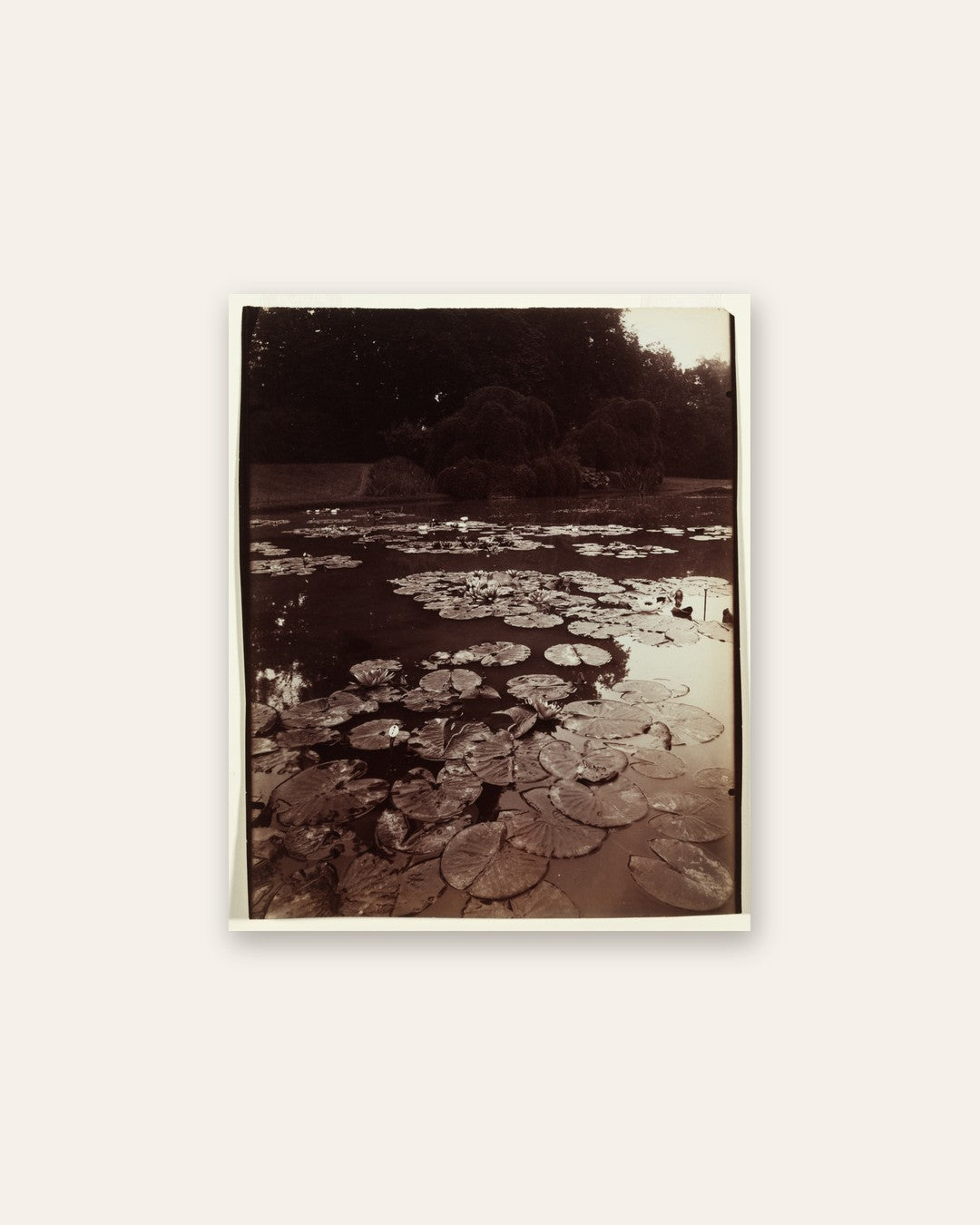 Eugène Atget - Nymphéa