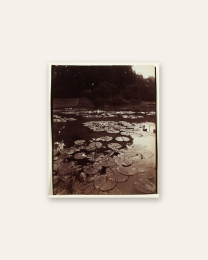 Eugène Atget - Nymphéa
