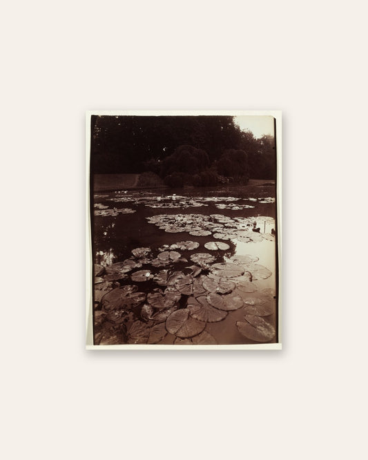 Eugène Atget - Nymphéa